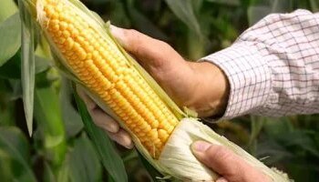 5 strange hygiene habits throughout history… Corn husks preceded toilet paper