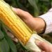 5 strange hygiene habits throughout history… Corn husks preceded toilet paper