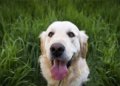 Why dogs eat grass: A veterinarian explains the three most common reasons