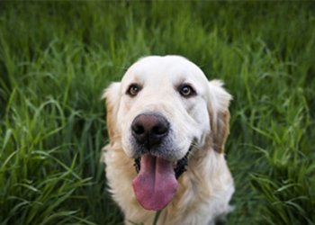Why dogs eat grass: A veterinarian explains the three most common reasons