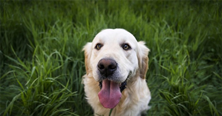 Why dogs eat grass: A veterinarian explains the three most common reasons