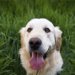 Why dogs eat grass: A veterinarian explains the three most common reasons