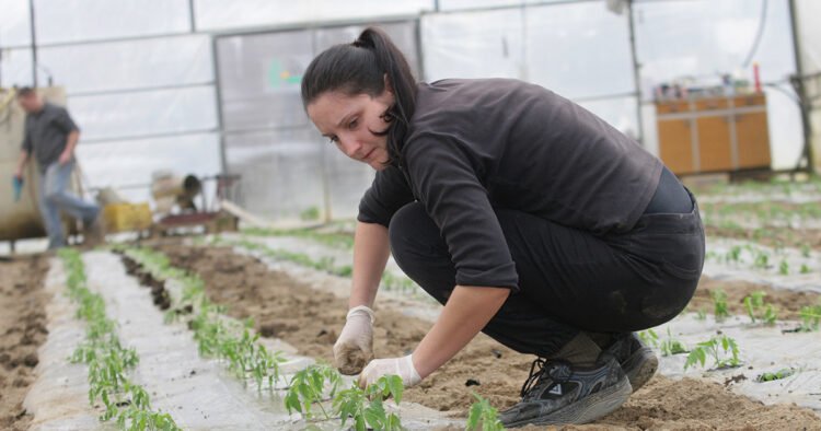How to care for seedlings: the crucial first 20 days