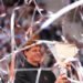 Siner won the Masters in Madrid and broke numerous records