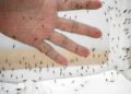 WHO approves first malaria treatment for infants – Health