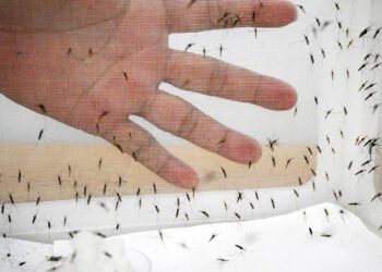 WHO approves first malaria treatment for infants – Health