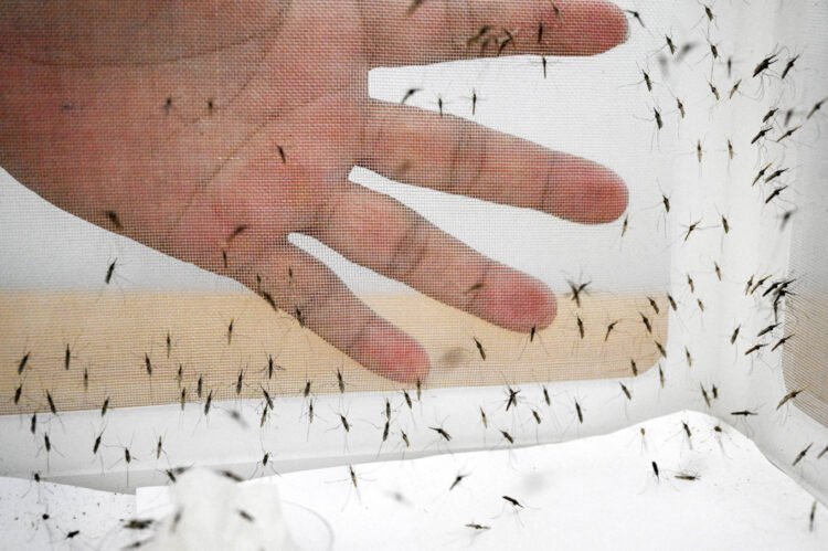 WHO approves first malaria treatment for infants – Health