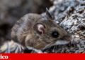 Hantavirus: what are these rare infections that killed three people on a cruise? | Questions and Answers