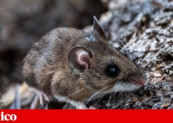 Hantavirus: what are these rare infections that killed three people on a cruise? | Questions and Answers