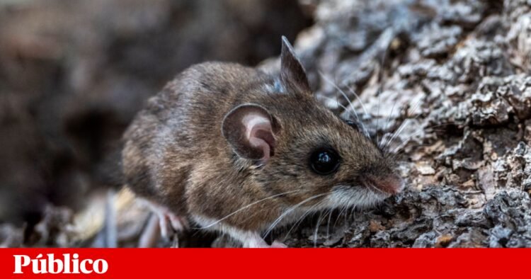 Hantavirus: what are these rare infections that killed three people on a cruise? | Questions and Answers
