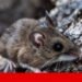 Hantavirus: what are these rare infections that killed three people on a cruise? | Questions and Answers