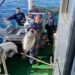 Statutes for gillnet fishing set restrictions on fishing