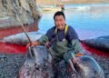 – If quotas are no longer given for narwhals, we will be the last catchers