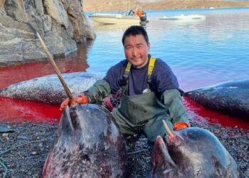 – If quotas are no longer given for narwhals, we will be the last catchers