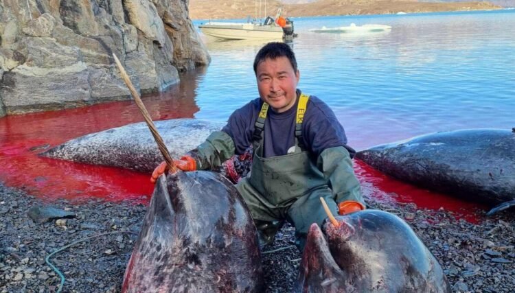 – If quotas are no longer given for narwhals, we will be the last catchers
