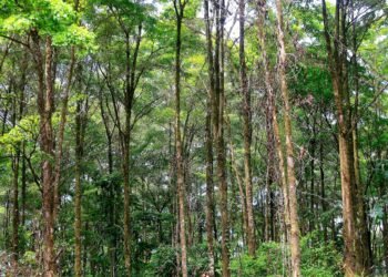 Costa Rica breaks the rule: climate and biodiversity are no longer seen as different crises