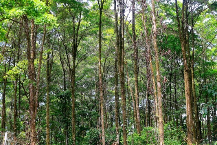 Costa Rica breaks the rule: climate and biodiversity are no longer seen as different crises