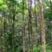 Costa Rica breaks the rule: climate and biodiversity are no longer seen as different crises