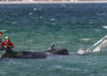 The humpback whale that was stranded on the German coast is transported to the open sea