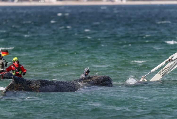 The humpback whale that was stranded on the German coast is transported to the open sea