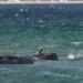 The humpback whale that was stranded on the German coast is transported to the open sea