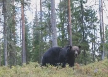 Bear spotted in Tallinn’s Haabersti, police urge caution | News
