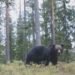 Bear spotted in Tallinn’s Haabersti, police urge caution | News