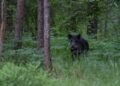 EDF, Defense League to help in combating African swine fever spread | News