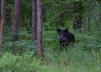 EDF, Defense League to help in combating African swine fever spread | News