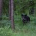 EDF, Defense League to help in combating African swine fever spread | News