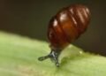 Beyond our control to restore fortunes of protected snail, Trump Doonbeg operator says – The Irish Times