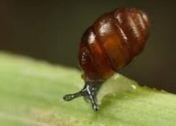 Beyond our control to restore fortunes of protected snail, Trump Doonbeg operator says – The Irish Times