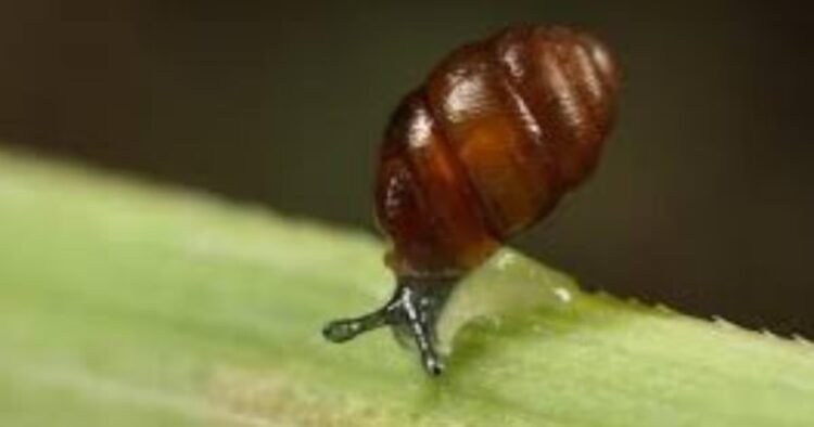 Beyond our control to restore fortunes of protected snail, Trump Doonbeg operator says – The Irish Times