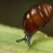 Beyond our control to restore fortunes of protected snail, Trump Doonbeg operator says – The Irish Times