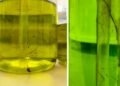 Germ spinner in the hotel shower: What guests should know about dispenser bottles