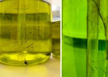 Germ spinner in the hotel shower: What guests should know about dispenser bottles