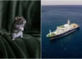 What is hantavirus, which is linked to the deaths of 3 people on board a cruise ship?