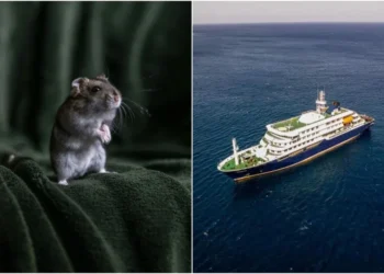 What is hantavirus, which is linked to the deaths of 3 people on board a cruise ship?