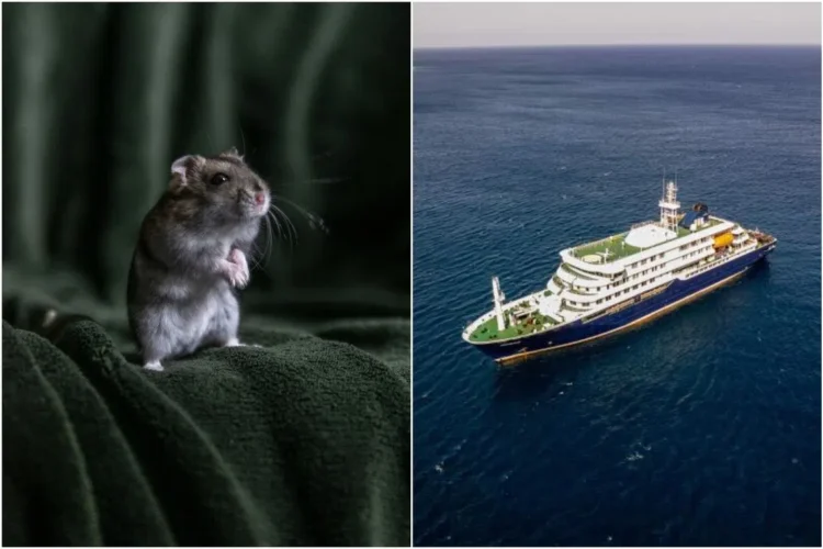 What is hantavirus, which is linked to the deaths of 3 people on board a cruise ship?