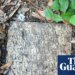Ancient Roman gravestone found in New Orleans back yard returned to Italy | Archaeology