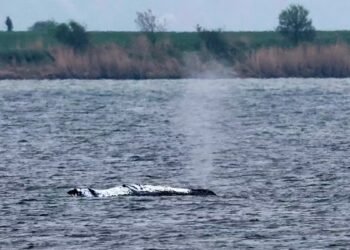 Humpback whale Fridolin: Environment Minister does not believe the whale is dead