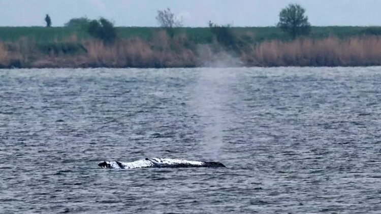 Humpback whale Fridolin: Environment Minister does not believe the whale is dead