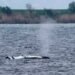 Humpback whale Fridolin: Environment Minister does not believe the whale is dead