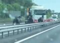 00:43FranceHorses cause chaos on the French motorway131381