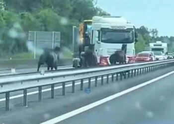 00:43FranceHorses cause chaos on the French motorway131381