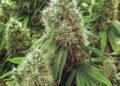 Cannabis Authority chairman: Licensing platform for firms complete | Business