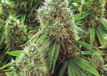 Cannabis Authority chairman: Licensing platform for firms complete | Business