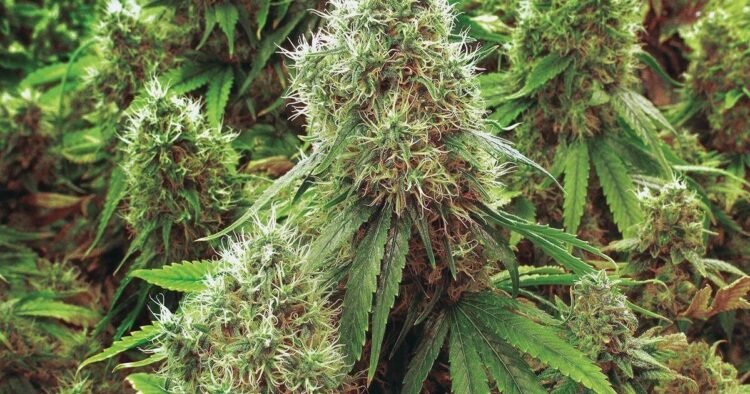 Cannabis Authority chairman: Licensing platform for firms complete | Business