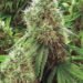 Cannabis Authority chairman: Licensing platform for firms complete | Business