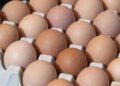 Leaked tender report shows cost of Golden Yolk plant at $40 million | Business